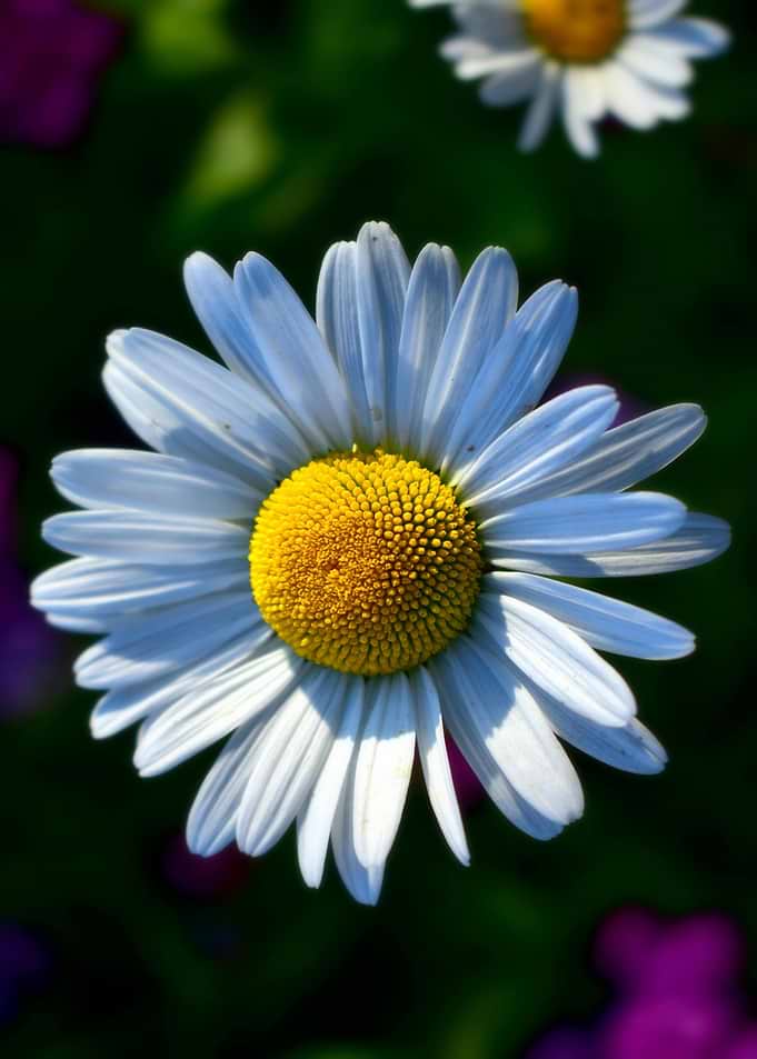 Daisy flower close-up with yellow center