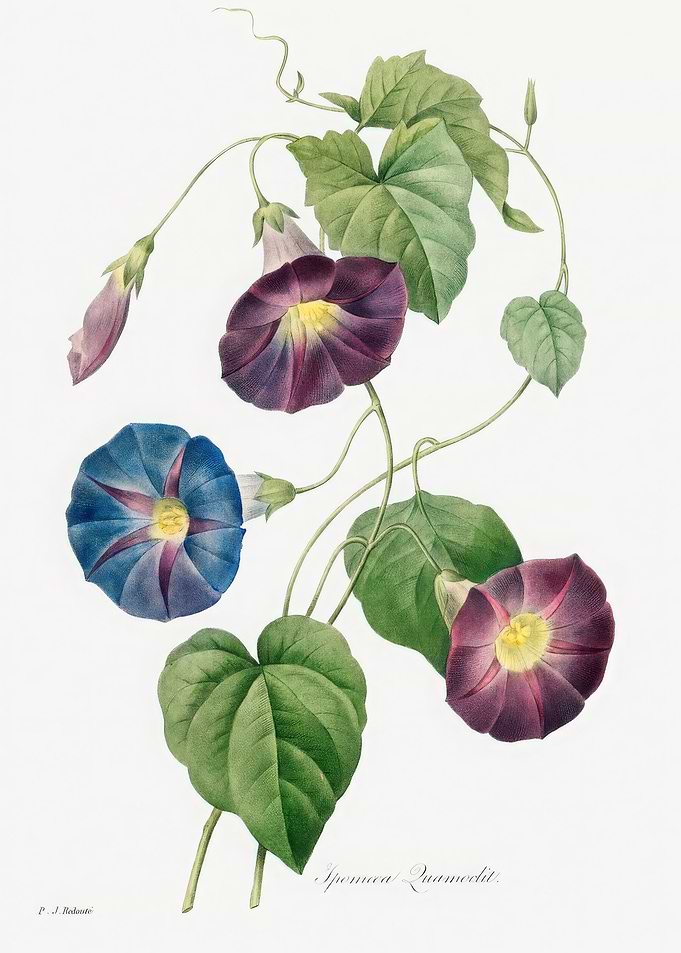 Ipomoea Quamoclit Flower Botanical Illustration,Pierre Joseph Redoute