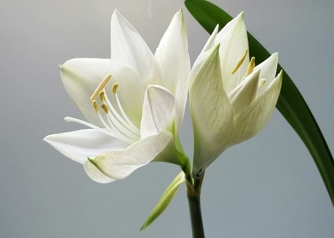 White Amaryllis Flower Close-Up