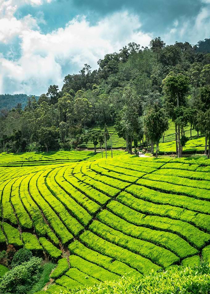 Lush Green Tea Plantation Landscape