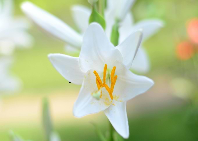 White Lily Flower Close-Up