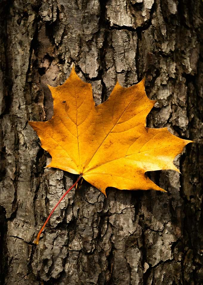 Maple Leaf on Tree Bark