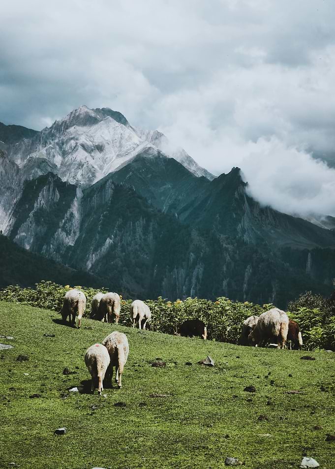 Sheep Grazing in Mountain Landscape