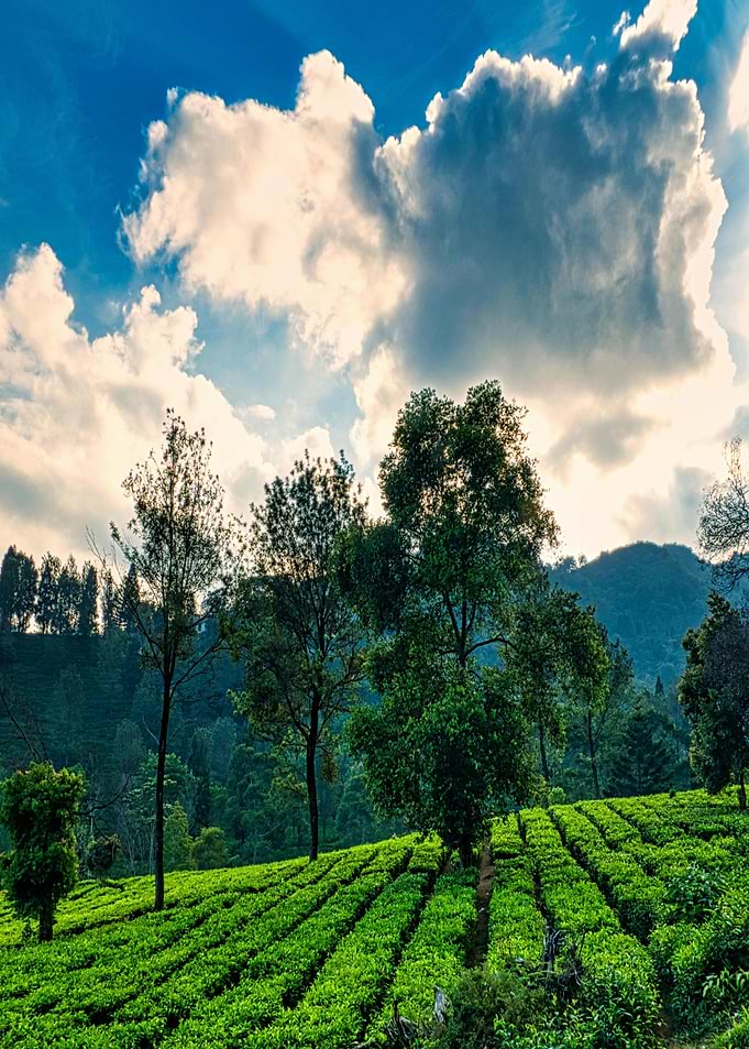 Lush Green Tea Plantation Landscape
