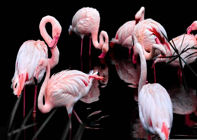 Flamingos in Dark Water