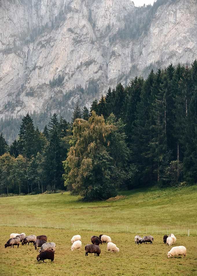 Sheep Grazing in Mountainous Landscape