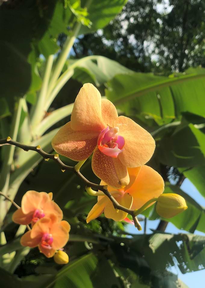 Moth Orchids