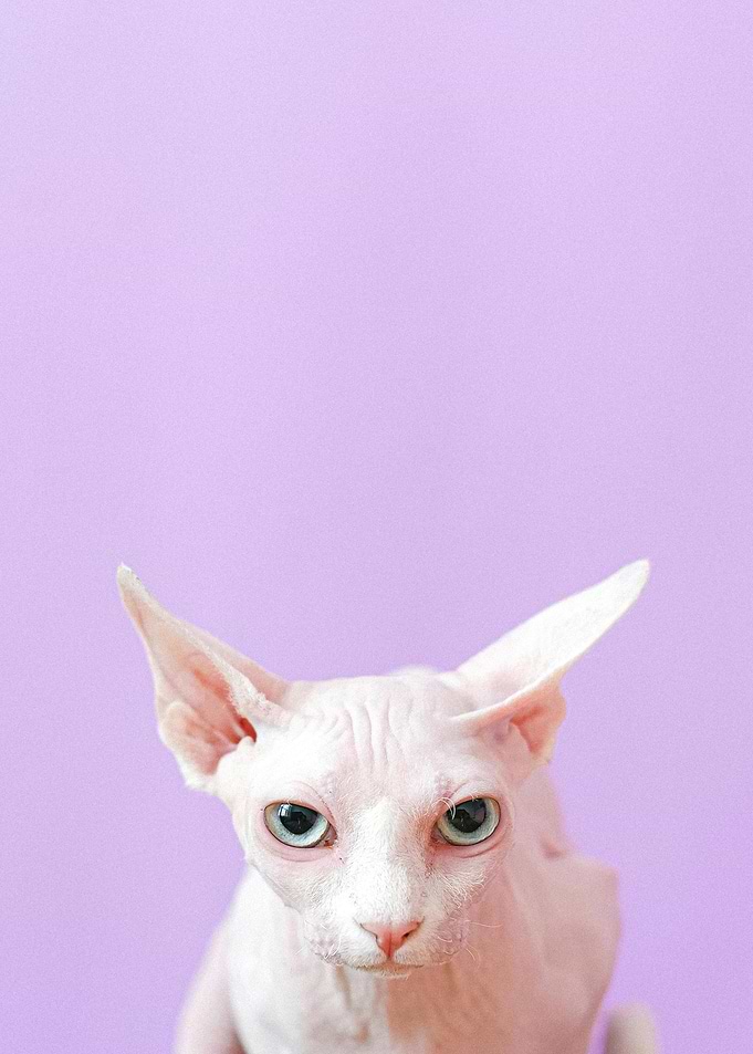 Sphynx Cat Portrait on Purple Background