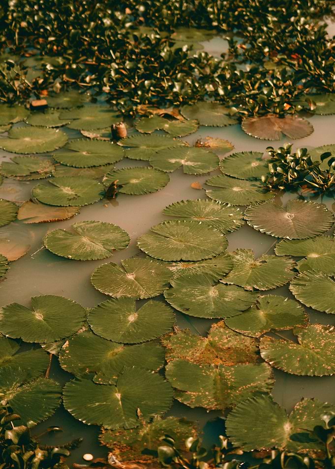 Lily Pads on Water Surface