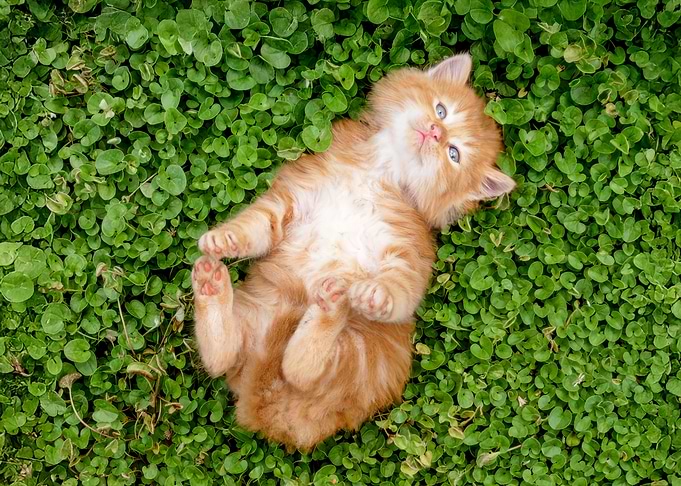 Ginger Kitten on Green Clover