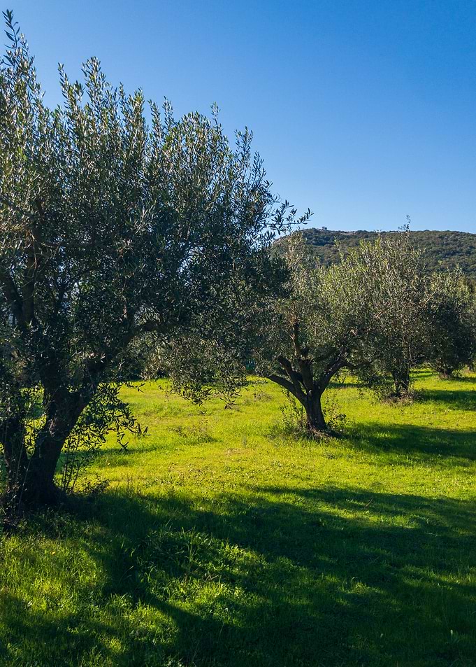 HORRAON Olive Grove XXVIII