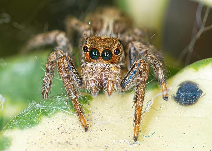 Close-up of a Jumping Spider