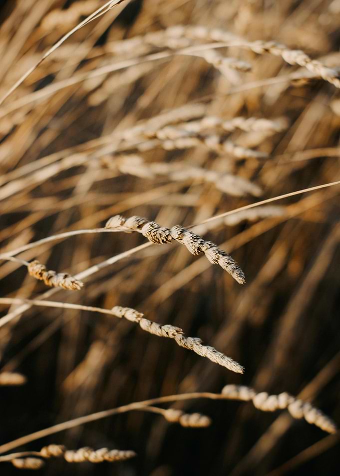 Close-up of Dried Wheat Stalks