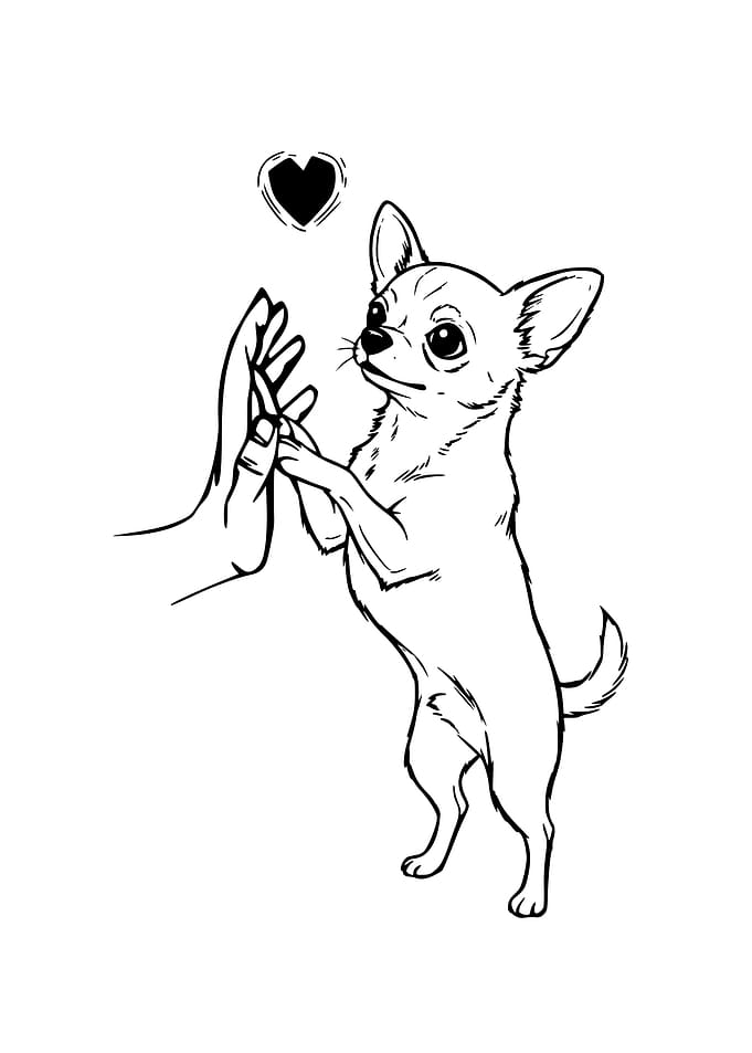 Chihuahua Love Dog Owner