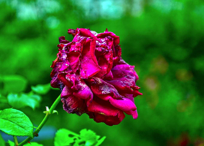 Fading Beauty: A Crimson Rose Portrait