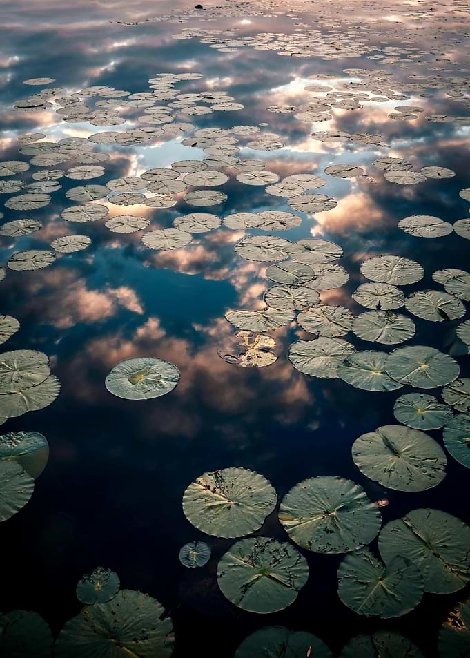 Lily Pads Reflecting Sky
