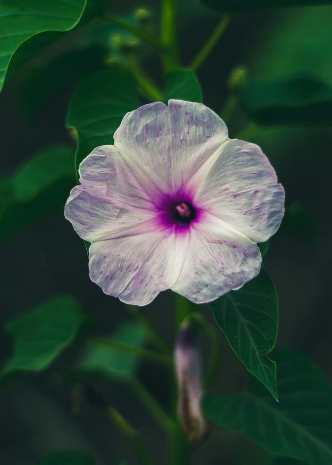 White and Purple Flower Close-Up