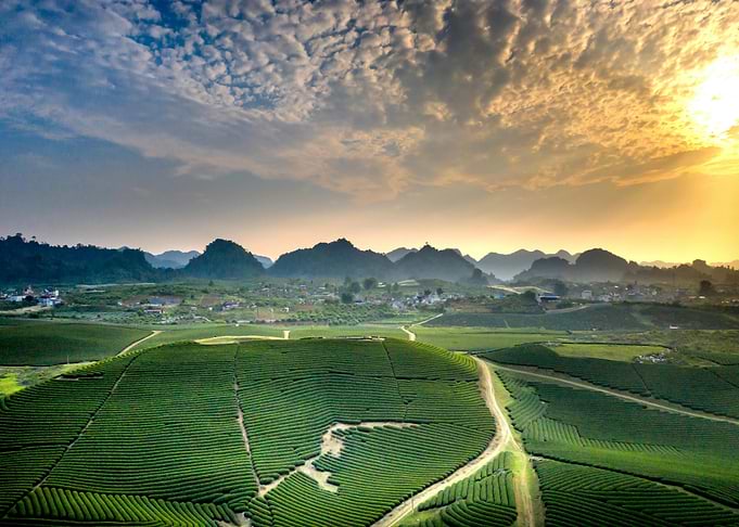 Green Tea Fields at Sunrise
