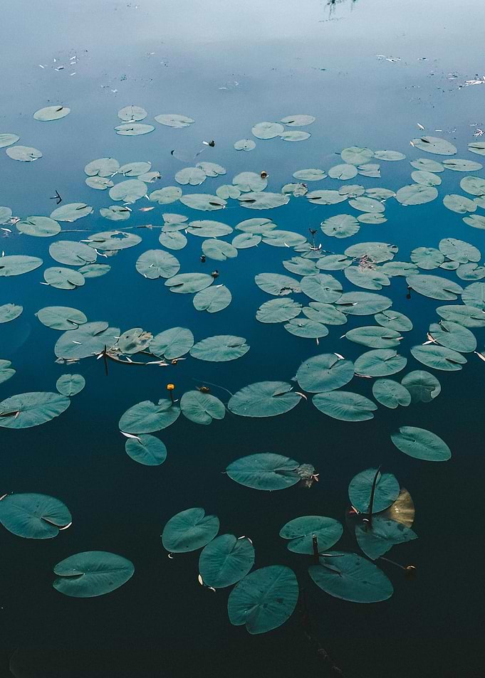 Lily Pads on Water Surface