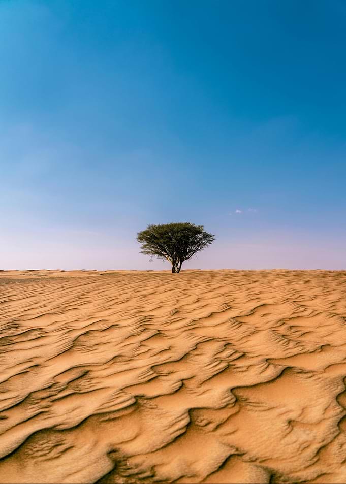 Lone tree in desert landscape
