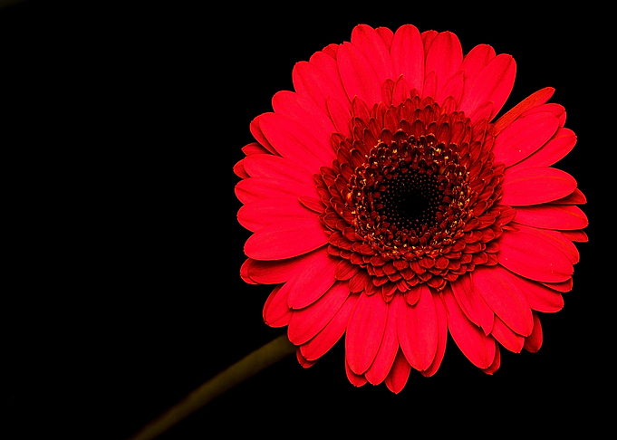 Vibrant Red Gerbera Daisy on Black