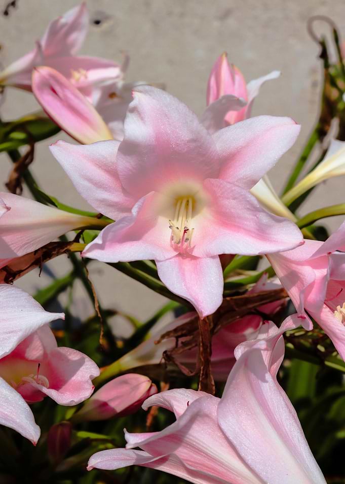 Pink Amaryllis Lily Close-Up