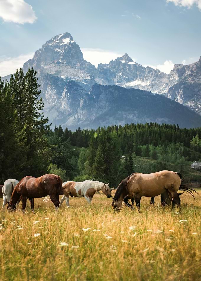 Horses Grazing in Mountain Meadow