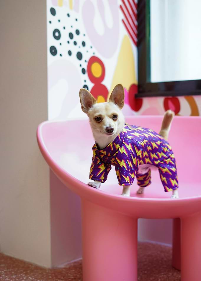 Chihuahua in Purple Lightning Bolt Pajamas