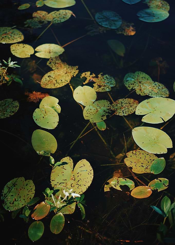 Lily Pads in Dark Water