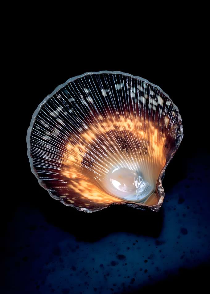 Glowing Seashell on Dark Background