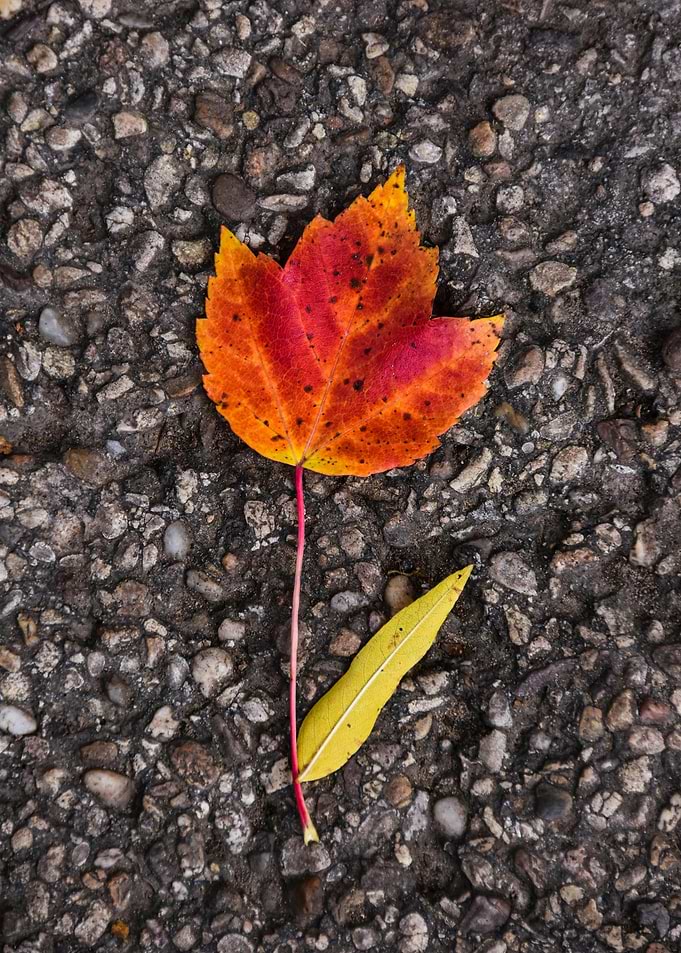 Autumn Leaves on Stone