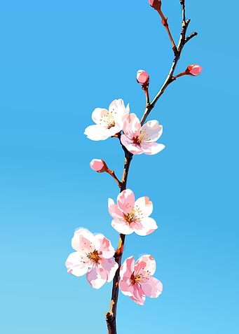 Cherry Blossoms Against Blue Sky