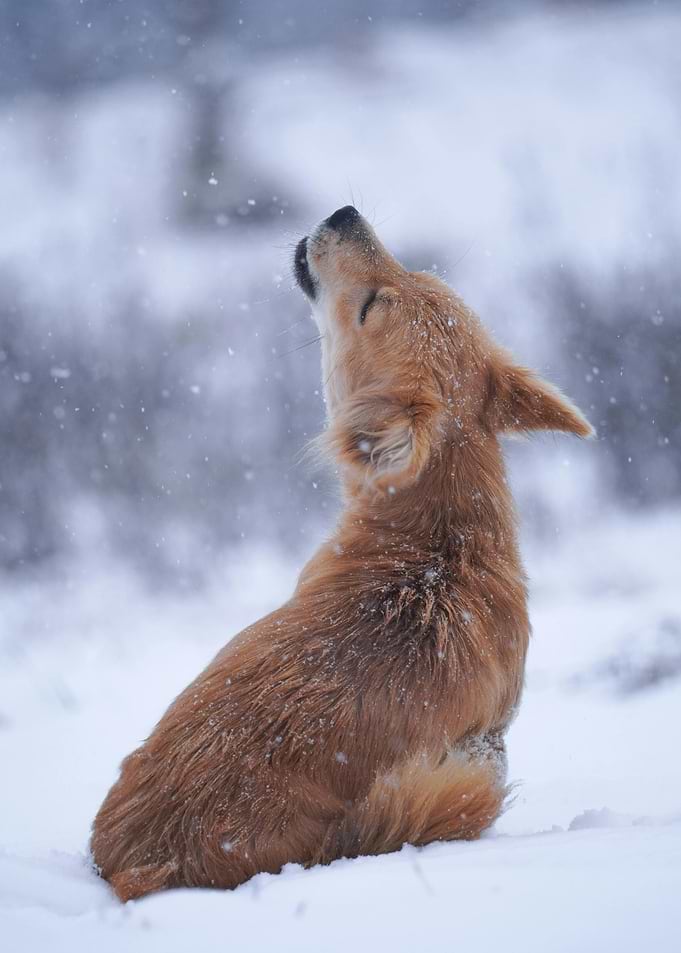 Golden Dog Howling in Winter Snow