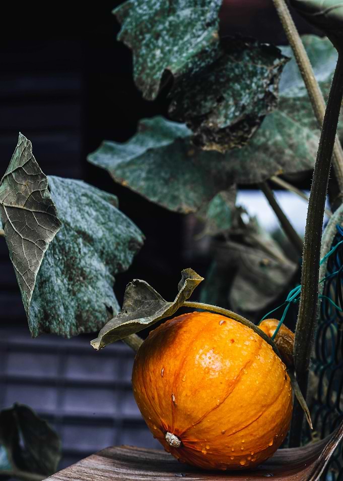 Small Orange Pumpkin with Green Leaves