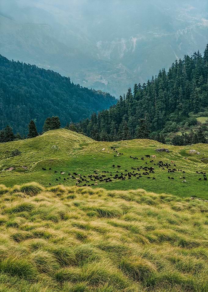 Mountain pasture with grazing animals