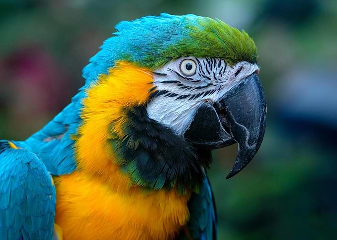 Blue and Gold Macaw Portrait