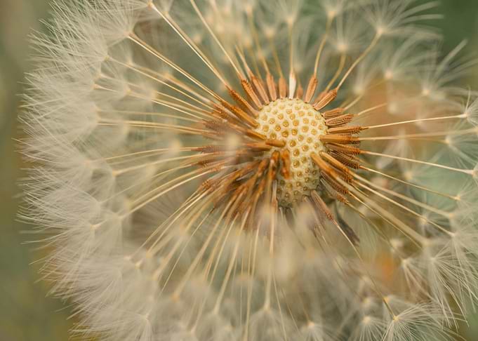 Dandelion Seed Head Close-Up