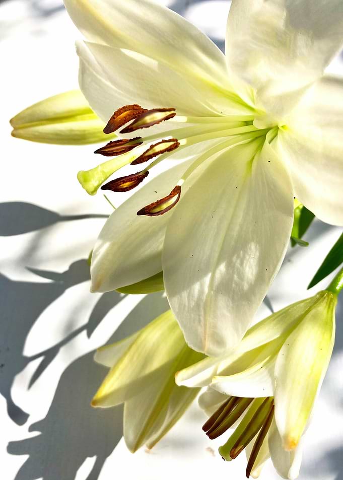 White Lily Close-Up