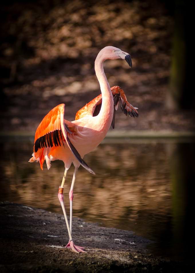 Flamingo Stretching Wings by Water