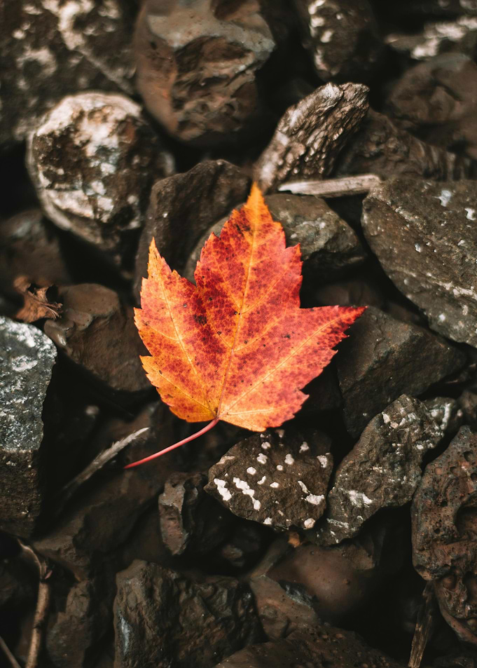 Autumn Leaf on Rocks