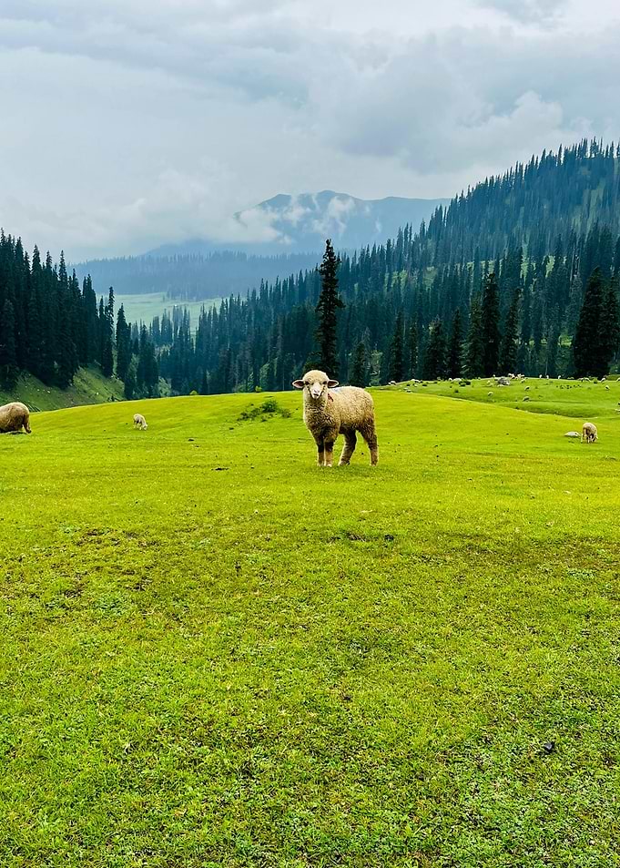 Sheep in a green mountain meadow