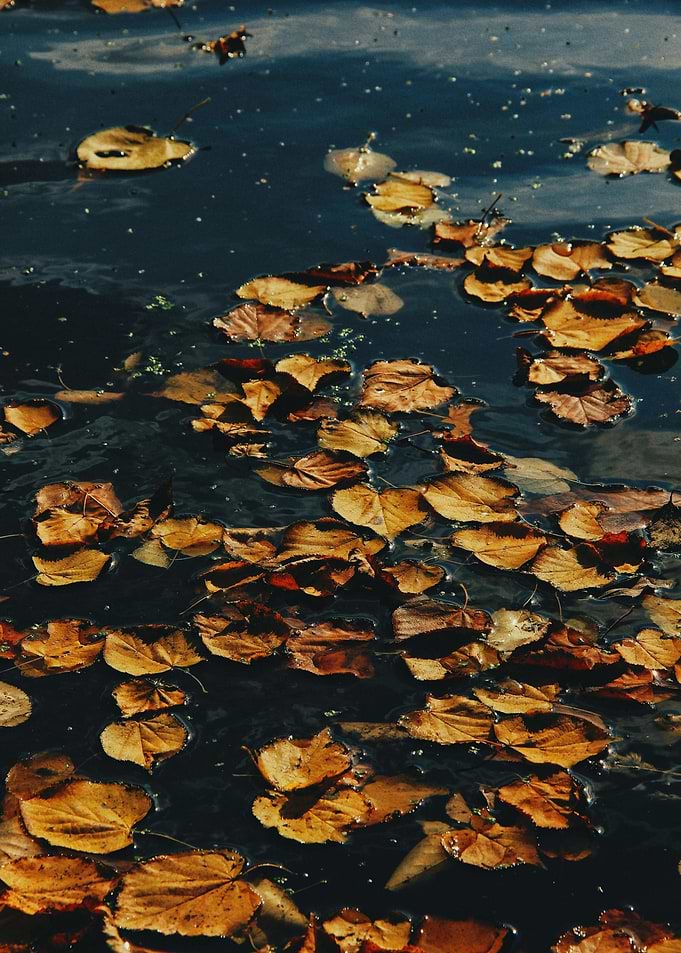 Autumn Leaves Floating on Dark Water