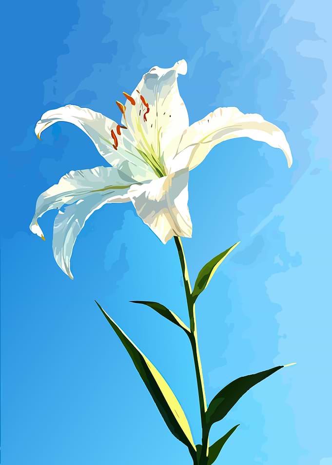 White Lily Against Blue Sky