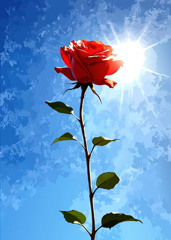 Red Rose Against Blue Sky