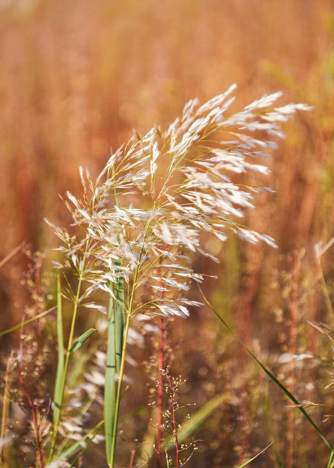 Golden Grass Field