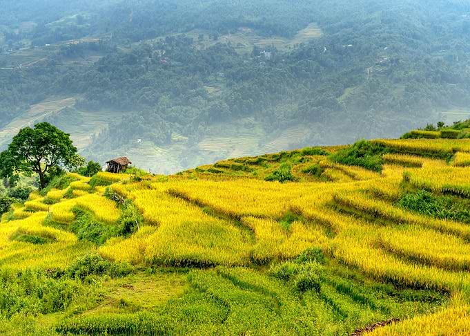 Golden Rice Terraces Landscape