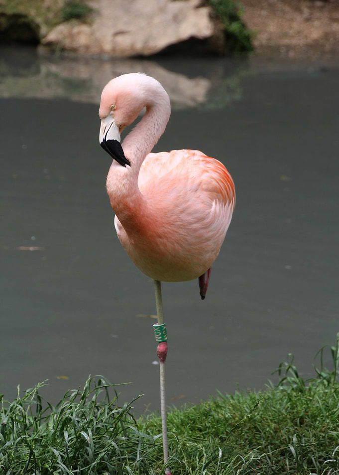 Pink Flamingo Standing on One Leg