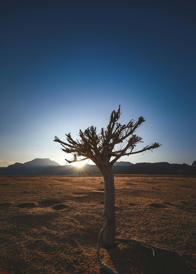 Silhouette of a tree at sunset