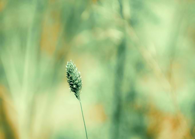 Single grass seed head close-up