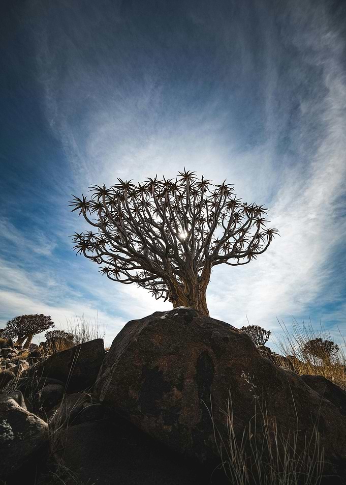 Quiver Tree on Rocky Outcrop